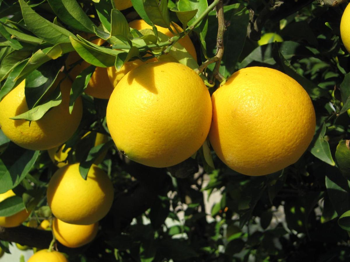 Orange Tree Garden Leilighet Pefkochori Eksteriør bilde